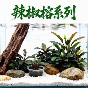 辣椒榕水草植物无菌杯定值布朗尼迷你幽灵蓝精灵阴性发色野猪造景