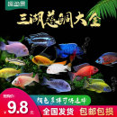 三湖慈鲷活体 马鲷科岩栖像海水鱼热带鱼活体小型淡水观赏鱼马鲷