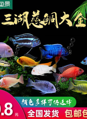 三湖慈鲷活体 马鲷科岩栖像海水鱼热带鱼活体小型淡水观赏鱼马鲷
