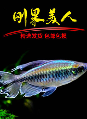 刚果美人鱼淡水草缸群游鱼热带观赏鱼扯旗鱼蓝刚果美人小型鱼活体