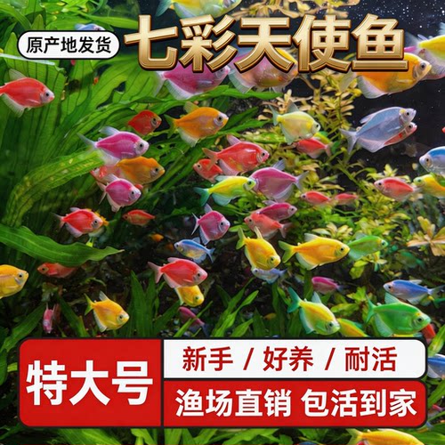 天使鱼群游好养耐活热带淡水