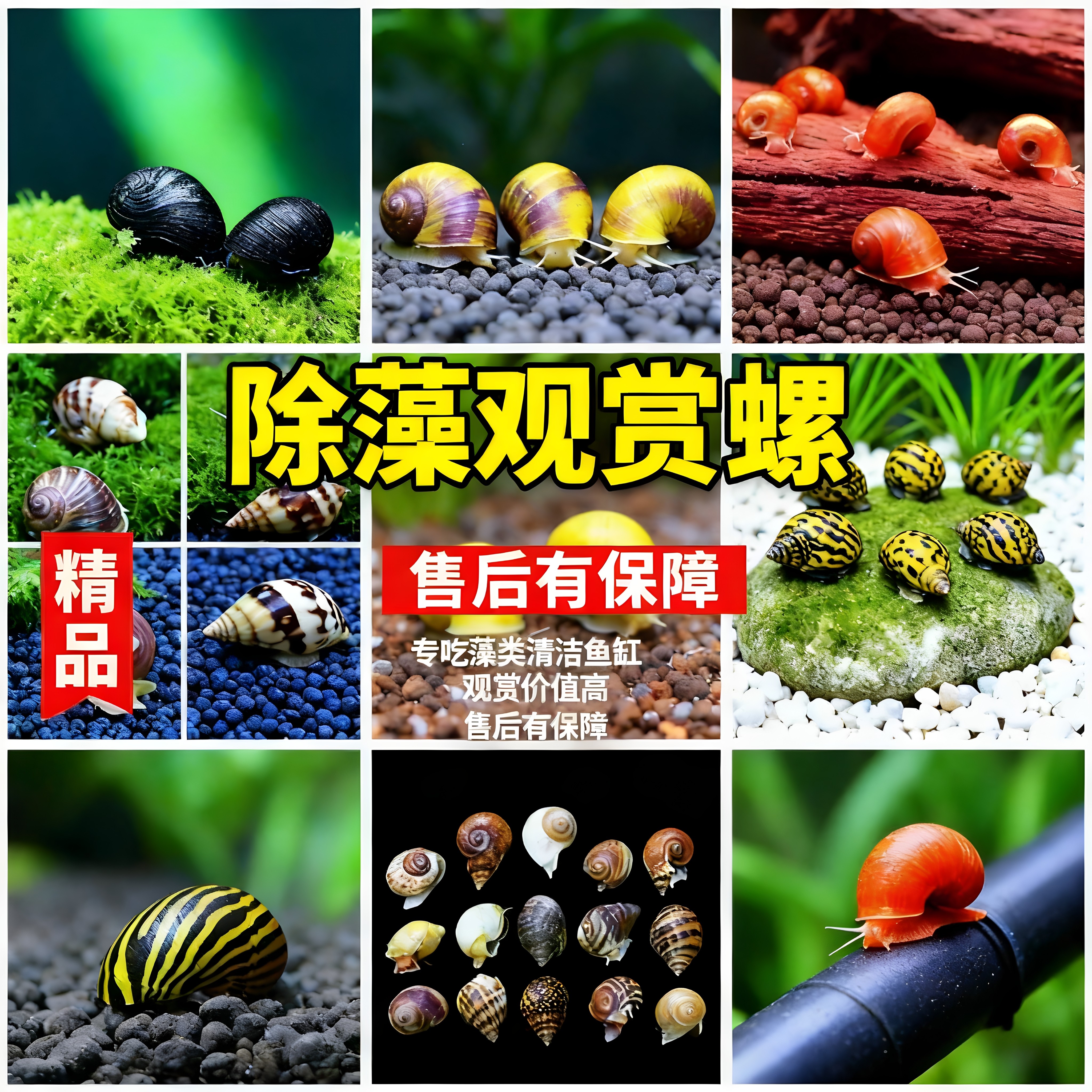观赏螺淡水苹果螺鱼缸除藻工具吃藻清缸清理大号蜗牛小宠物黄金螺