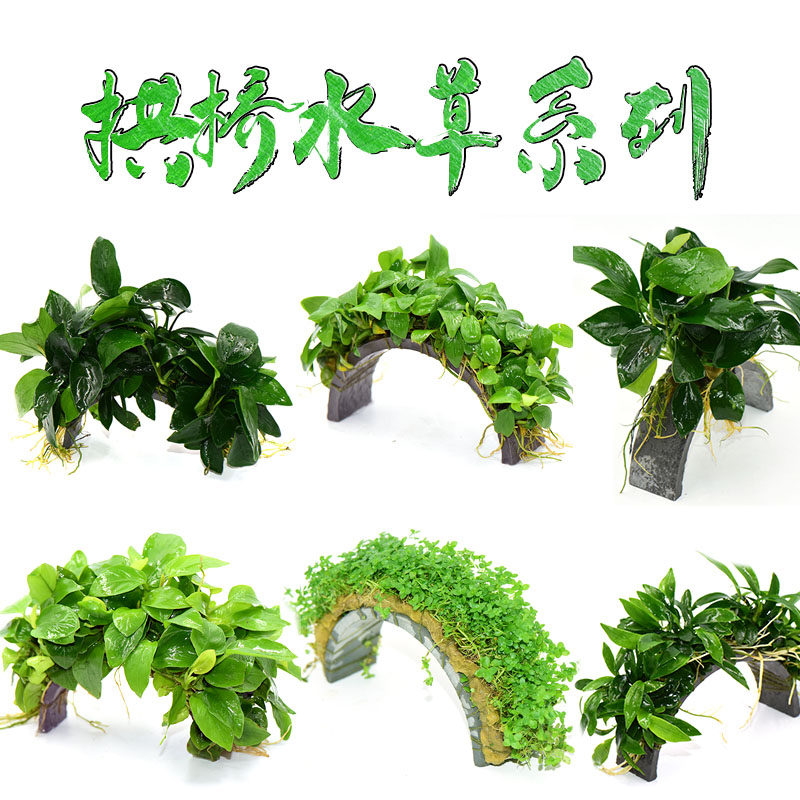 迷你水榕拱桥新手懒人鱼缸造景无需种植阴性淡水好养水草植物,宠物/宠物食品及用品,水草,淘宝优惠券,粉丝福利购,淘宝优惠卷
