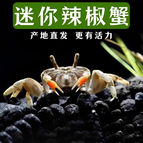 趣鱼景辣椒蟹活体深水观赏蟹