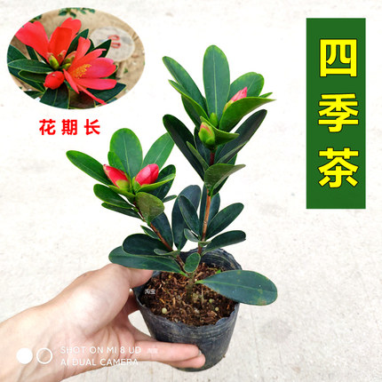 四季茶花盆栽树苗室内花期长阳台花卉庭院杜鹃红山茶福建龙岩好养