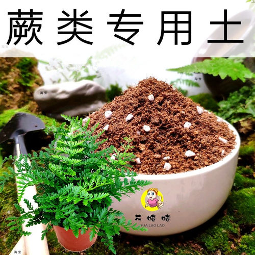 弱酸性！新土！易出根！蕨类专用