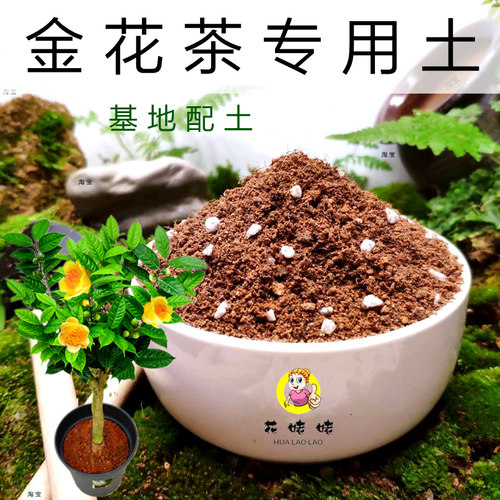 花姥姥茶花基地配方土！自家
