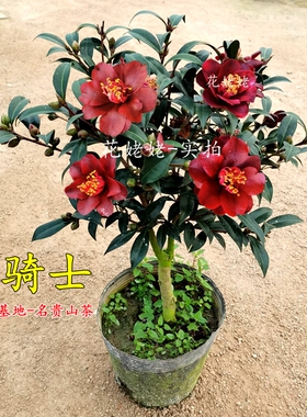 黑骑士山茶花苗名贵盆栽花卉黑红色稀有树苗阳台绿植庭院植物好养