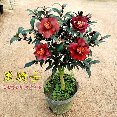 黑骑士山茶花花姥姥基地名贵品种