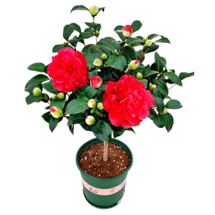 浓香型克瑞墨大牡丹山茶花树苗室内好养易活盆栽植物阳台绿植正品