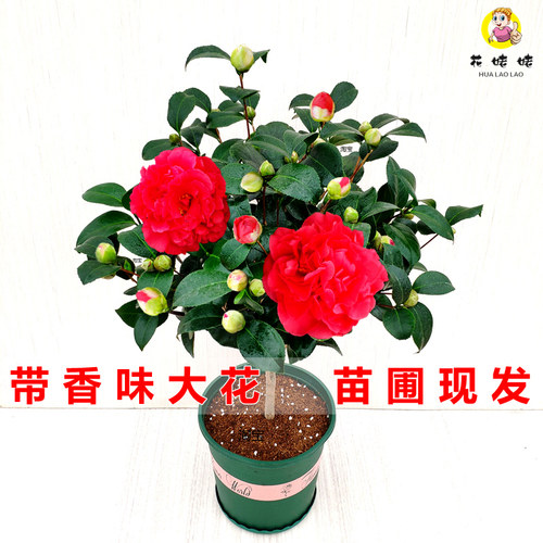 浓香型大牡丹山茶花阳台绿植