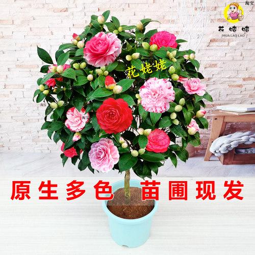 五色赤丹茶花盆栽阳台绿植