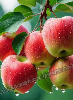 苹果贴纸图案山水风景画墙面门窗遮丑平平安安水果贴画新鲜墙上贴