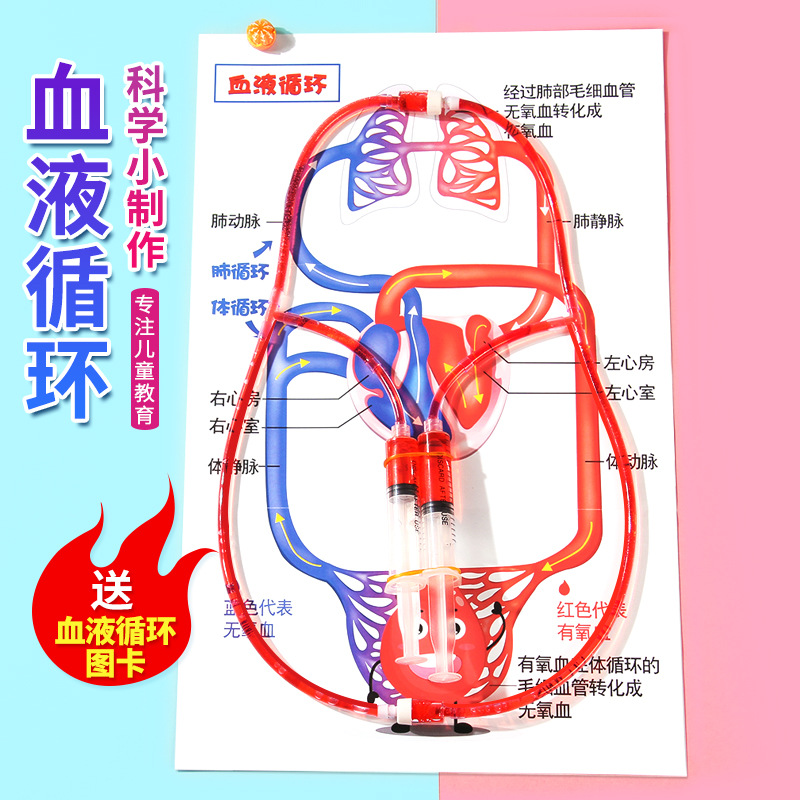 人体心脏血液循环模型科学小实验材料包儿童小发明科技制作教玩具