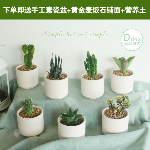 仙人掌土销量排行榜 仙人掌土品牌热度排名 小麦优选