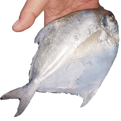 海捕银鲳鱼4斤12条白鲳鱼鲜活