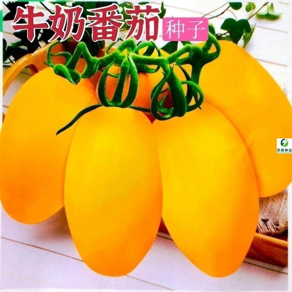 贵族南瓜种子香栗丑瓜板栗味牛腿南瓜金丝栗瓜蔬菜种籽粉甜面好吃