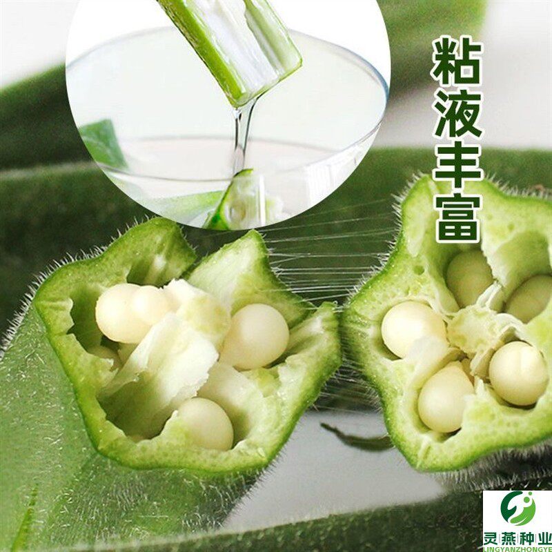 秋葵种子四季种植秋葵籽红秋葵黄秋葵种子庭院高产蔬菜种子蔬菜籽