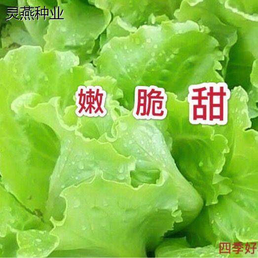 四季甜脆玻璃生菜种子脆嫩生吃生菜种籽阳台四季盆栽春季蔬菜种孑