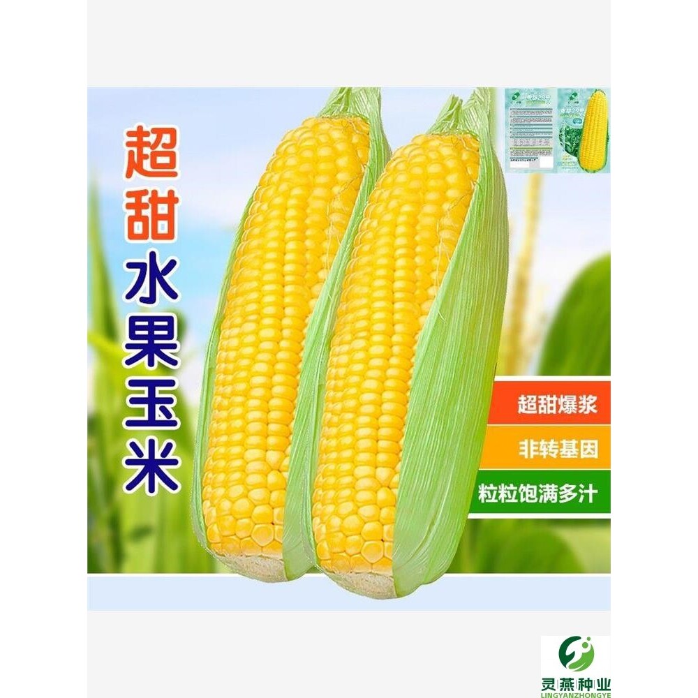 水果玉米种子良种高产杂交正品甜糯种孑早熟蔬菜种籽大全