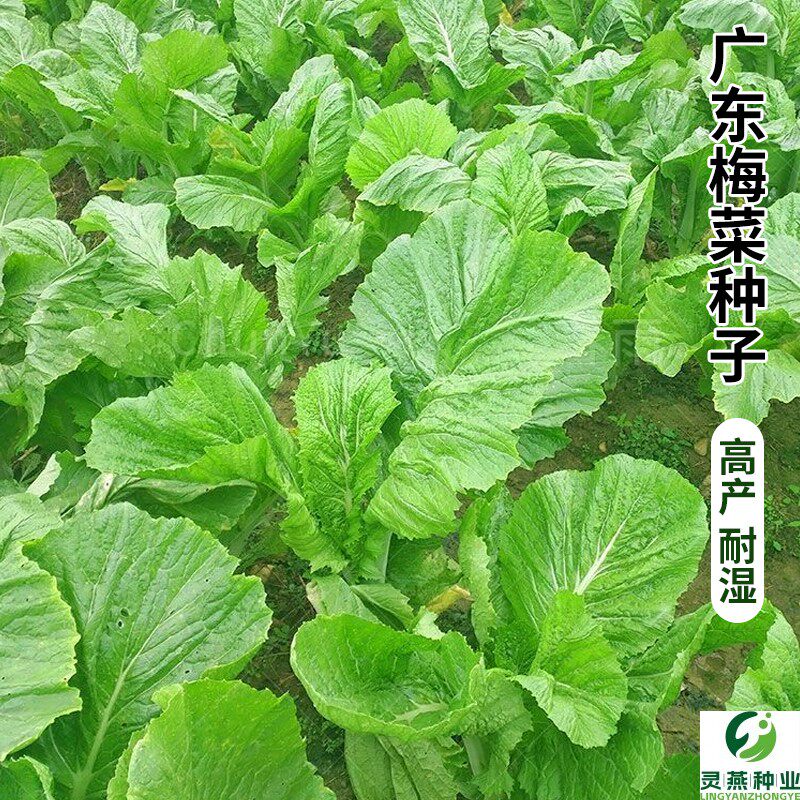 广东梅菜种子甜芥菜种子梅干菜种腌渍蔬菜种子春秋四季易播蔬菜籽