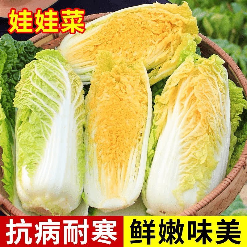 娃娃菜种子小白菜种籽四季播早熟