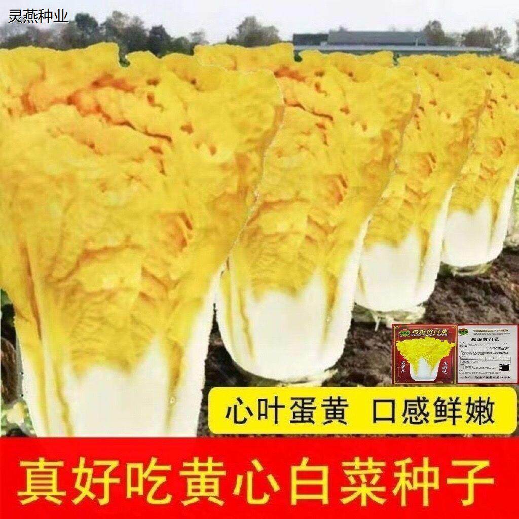 鸡蛋黄白菜种子早熟抗病高产四季黄心大白菜快菜耐热好吃蔬菜种子