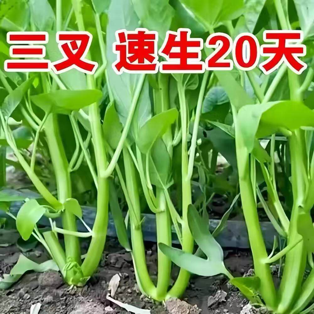 三叉空心菜种籽柳叶空心菜高钙四季高产易种阳台盆栽蔬菜种子大全