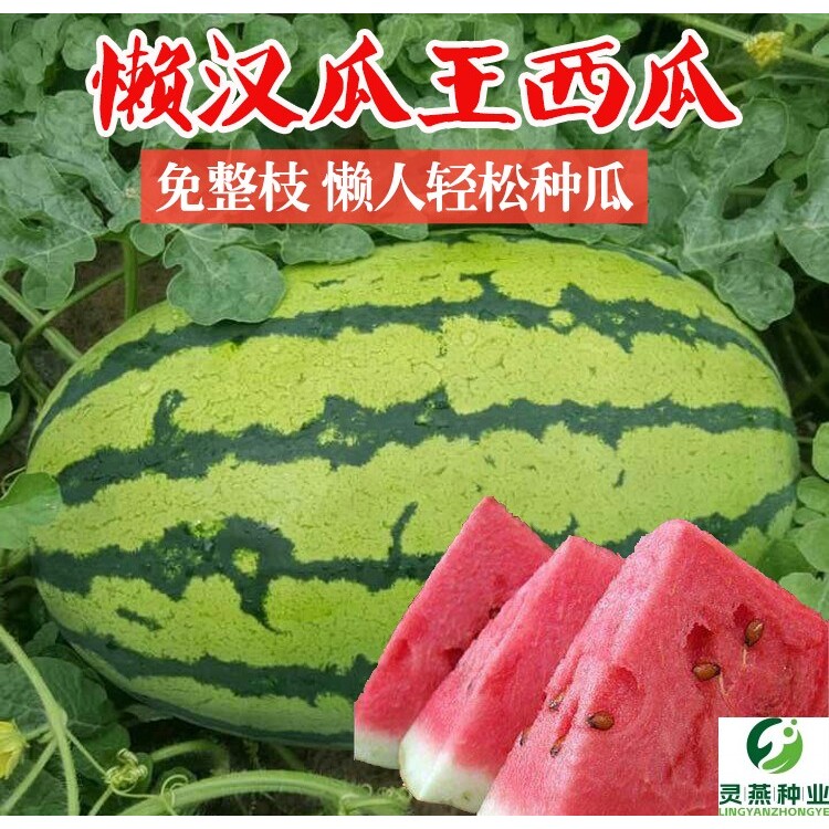特大懒汉西瓜种子大红瓤超甜石头瓜懒人好管理春季四季麒麟瓜种籽