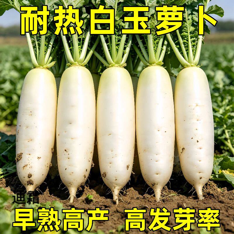 抗热白玉萝卜种子夏秋种耐热早熟