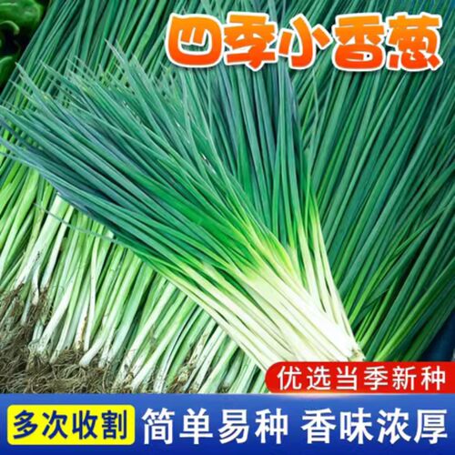四季小葱种子苗葱红葱小香葱种籽阳台盆栽葱苗蔬菜孑种头分葱头干