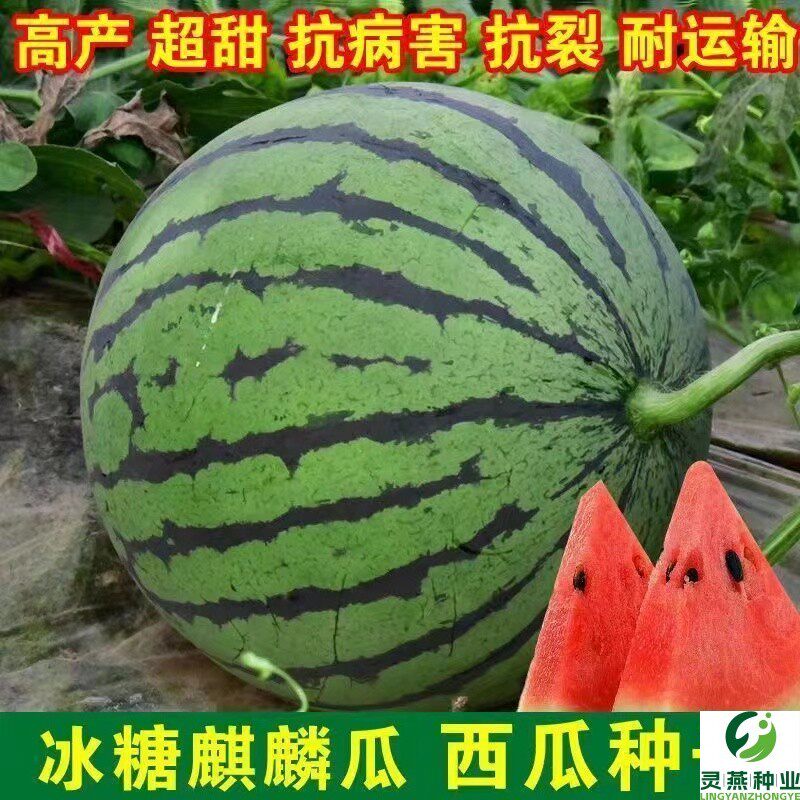 (拍2发3)8424麒麟懒汉黑美人西瓜种子美都水果南方西瓜种籽四季
