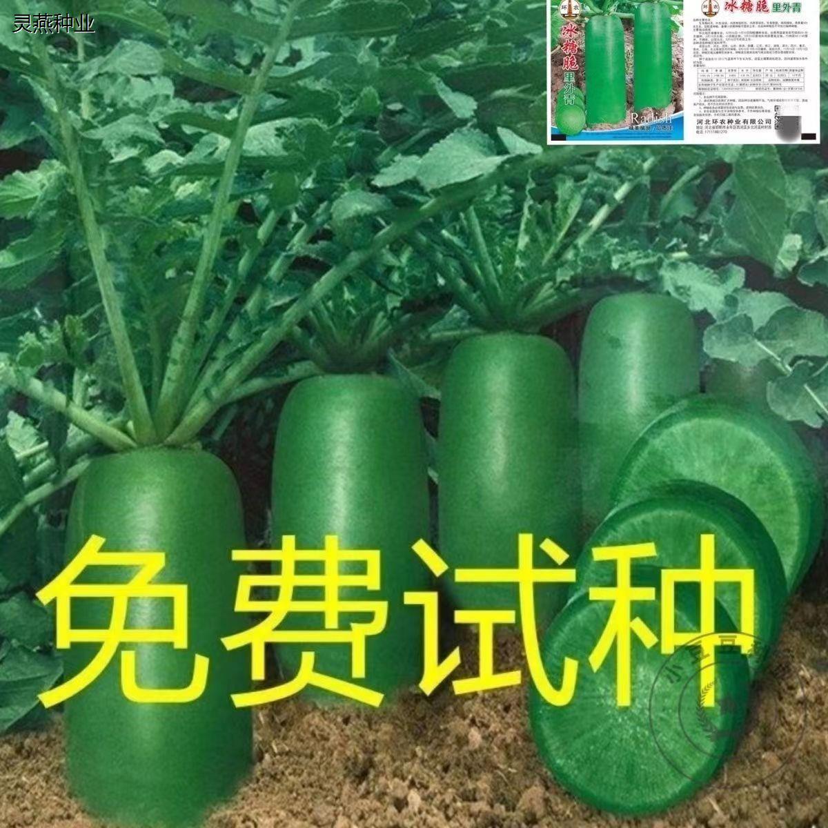 冰糖水果萝卜种子生吃甜脆高产青萝卜籽阳台盆栽农家四季蔬菜种孑