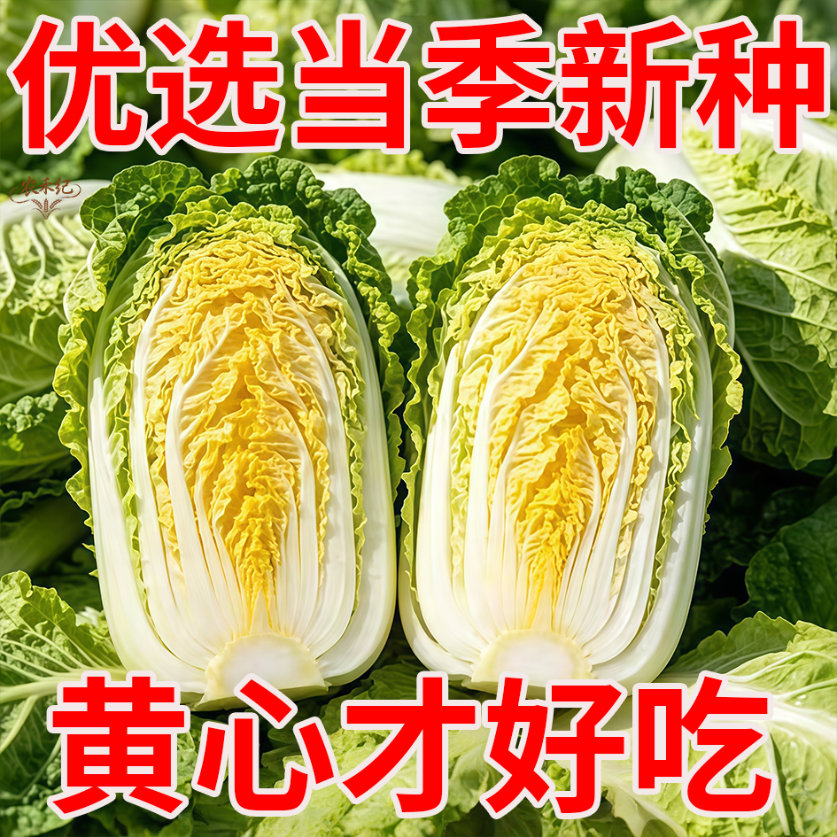 黄心大白菜种子高产抗病阳台四季