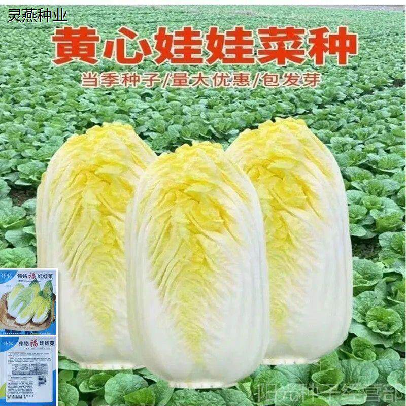 四季金娃娃菜种子 黄心娃娃菜种子 菜籽春夏秋四季播种蔬菜种子
