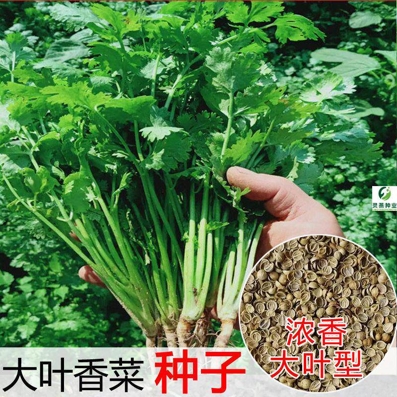 香菜种子四季易种大叶芫荽菜种籽四季食用香菜籽大全蔬菜种籽