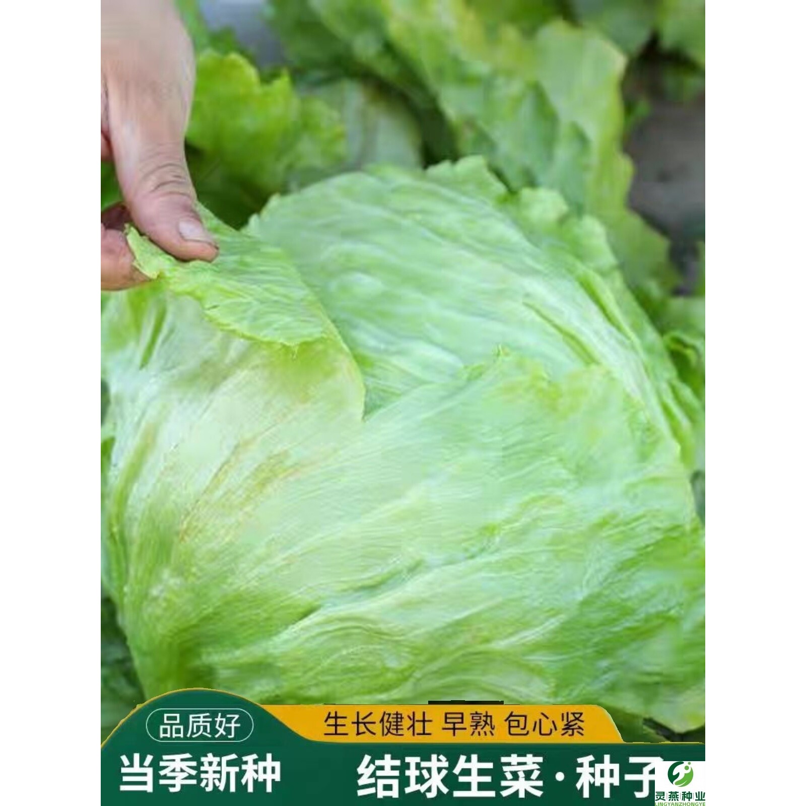 结球生菜种子籽甜脆圆生菜种子耐抽苔春秋季庭院阳台蔬菜种子种子