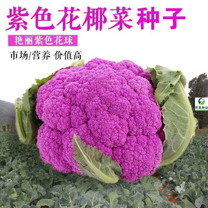紫妃一号花椰菜种子西蓝花种籽秋播农家菜园紫色花椰菜蔬菜种孑籽