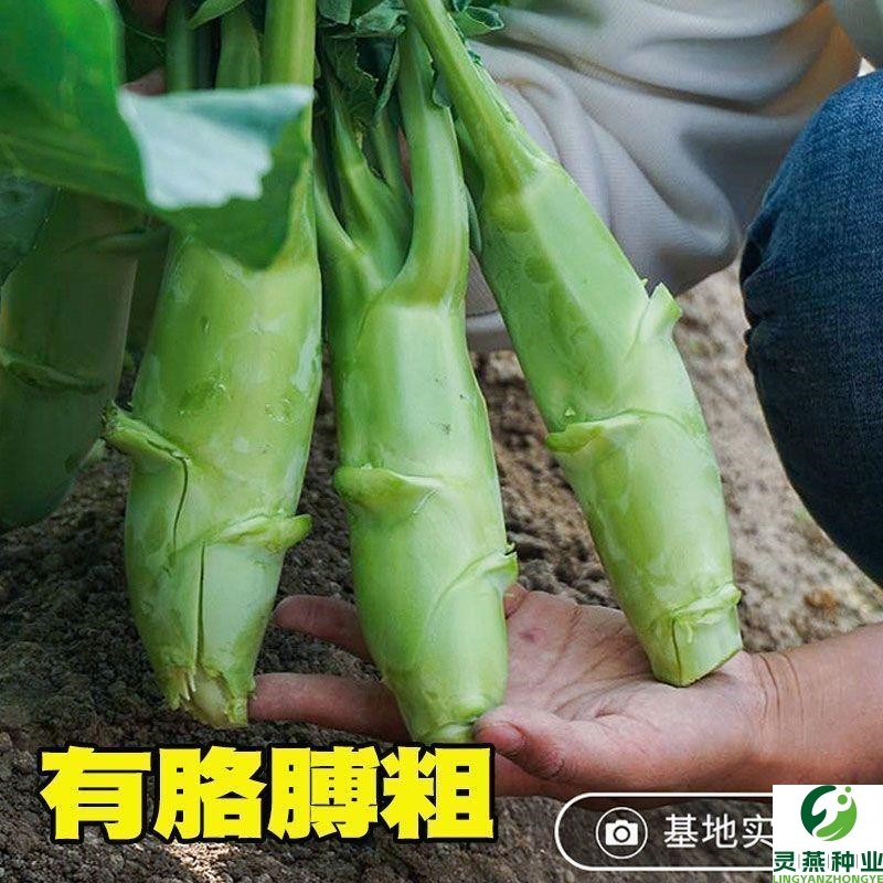 【不出包赔】广东鸡腿芥兰菜种子四季蔬菜种孑甜脆芥菜蔬菜种子
