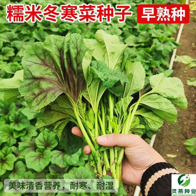 糯米冬寒菜种子高钙儿童补钙菜易种盆栽四季播种东苋菜马蹄儿菜种