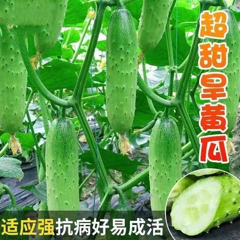 唐山秋瓜种子旱黄瓜种子高产易种