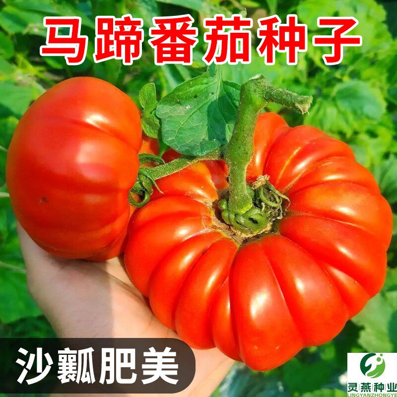 马蹄番茄种子沙瓤菊花番茄巨型牛排番茄西红柿种籽阳台盆栽蔬菜孑