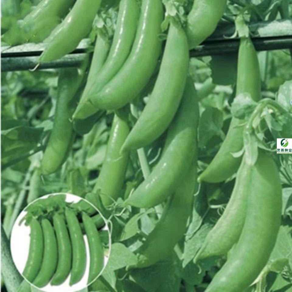 甜豌豆种子水果型脆可生吃菜豌豆大荚青豆甜豌豆尖四季播蔬菜种子