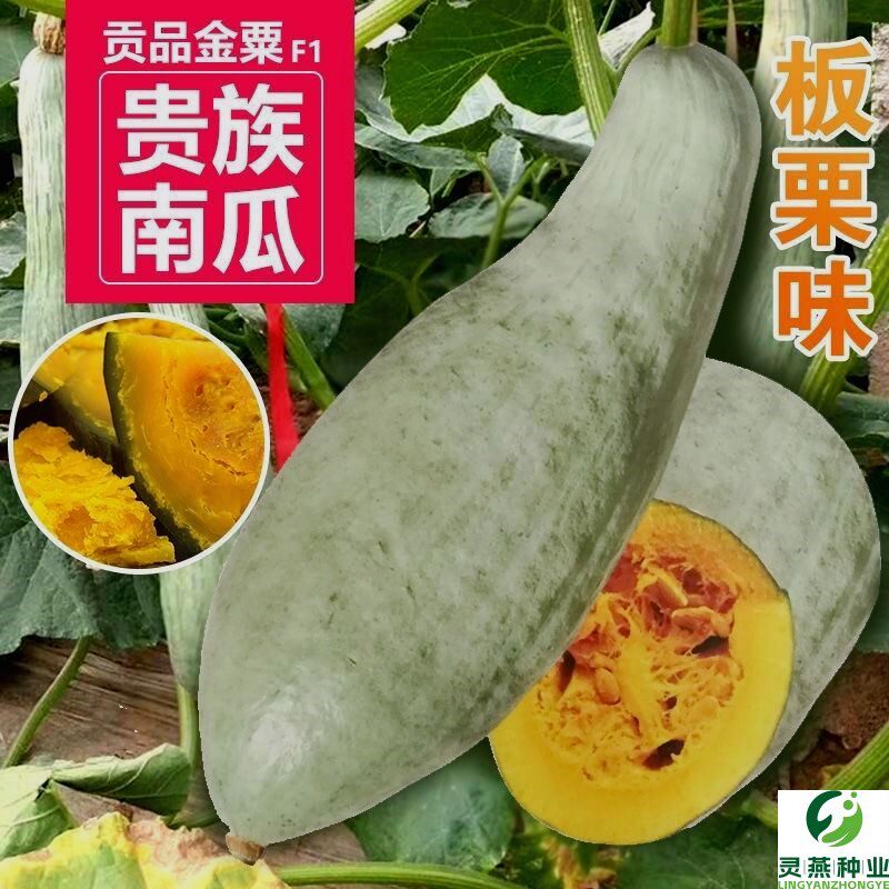 【48小时发货】贵族南瓜种子春秋季新疆金丝栗瓜板栗南瓜种籽四季