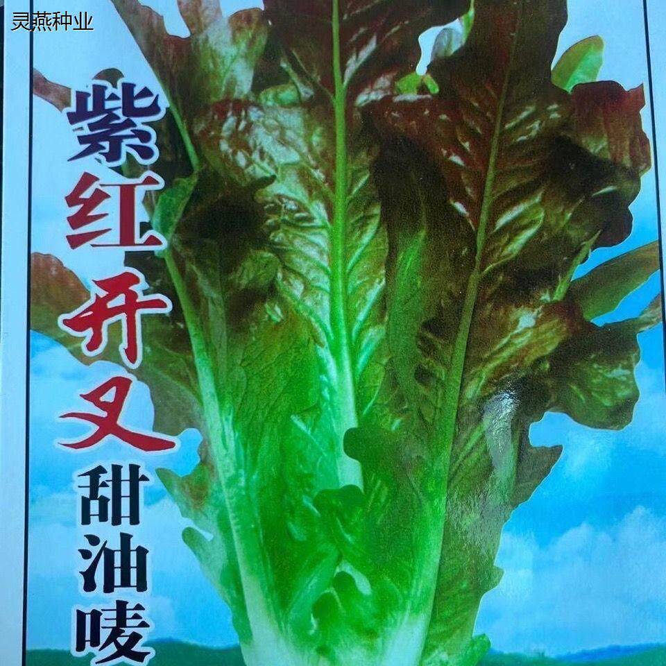 紫红开叉油麦菜种子红尖叶甜麦菜四季播耐热无班速生叶子菜红麦菜