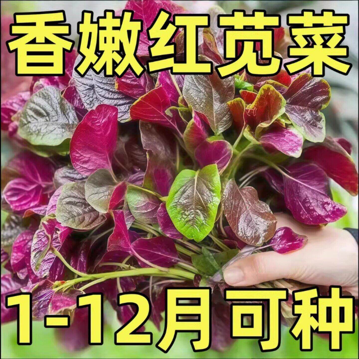 红苋菜种子汉菜籽四季耐热高产