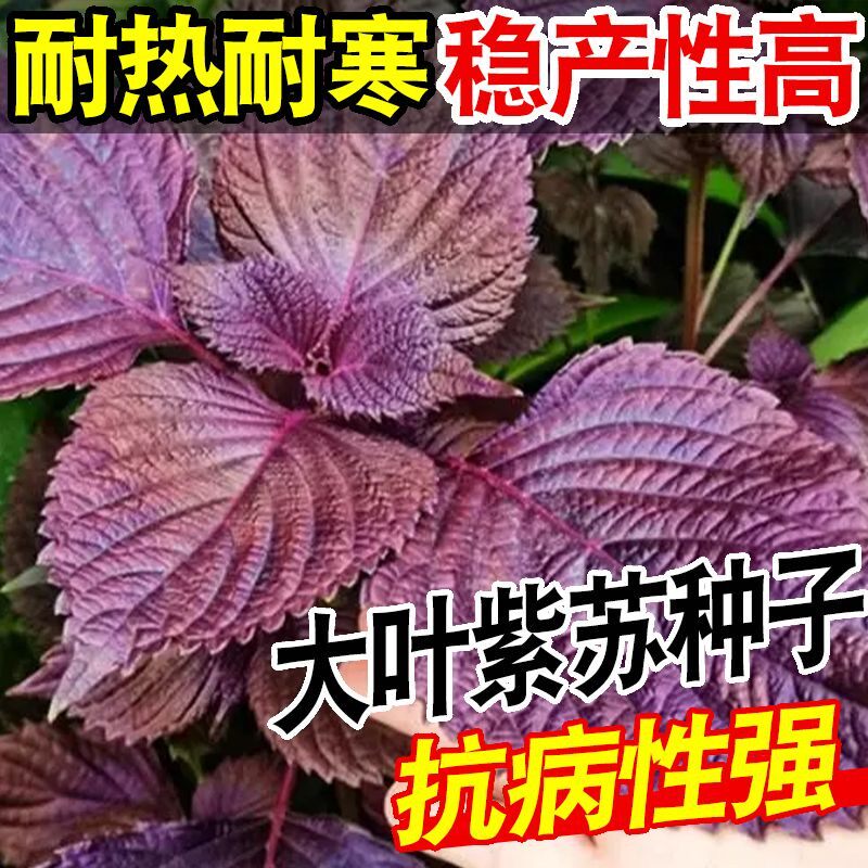 紫苏种子可食用大叶紫苏四季耐热