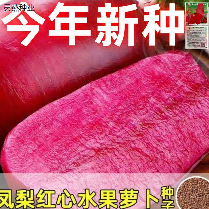 凤梨红心水果萝卜种子高产生吃满堂红心里美夏季春秋四季蔬菜种籽