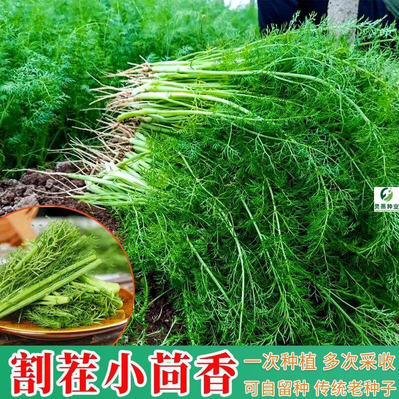 小茴香种子 割茬茴香种籽四季种植多次收割盆栽庭院种植蔬菜种子