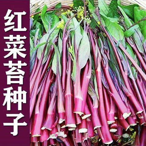 红菜苔蔬菜种子四季阳台庭院易播
